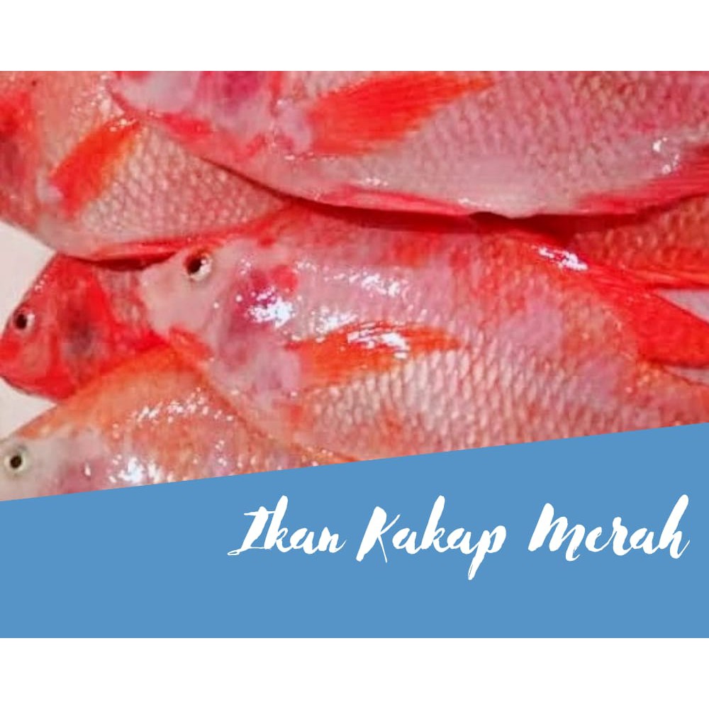 

Ikan Kakap Merah