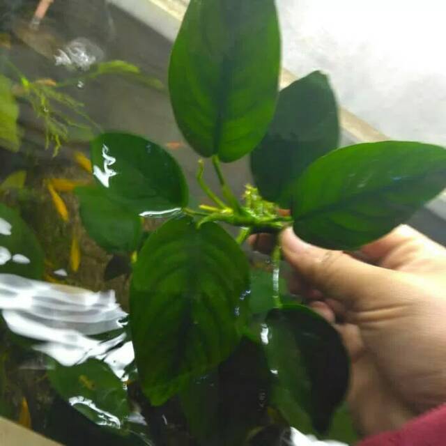 Anubias nana aquascape aquarium size L