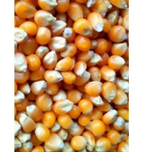 

Biji Jagung Popcorn Kering 1kg/Jagung manis Popcorn