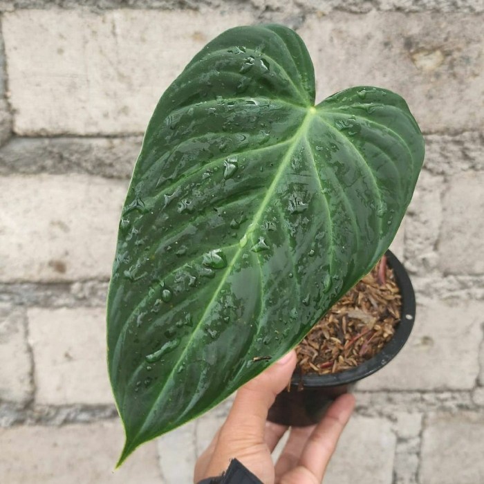 PHILODENDRON SPLENDID TANAMAN BUNGA PHILO TANAMAN HIDUP TANAMAN MURAH