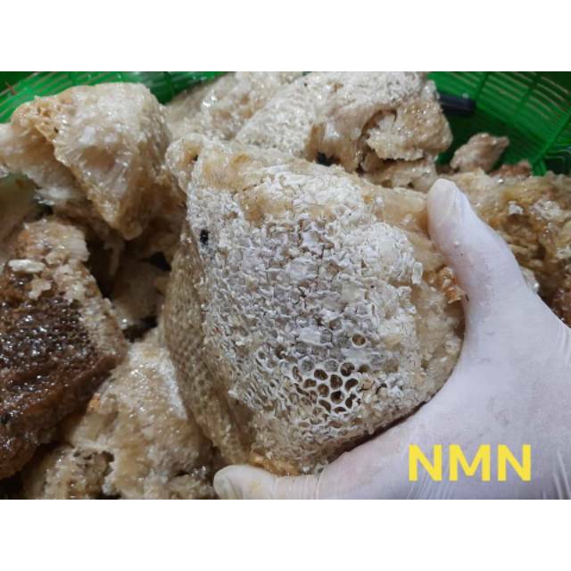 

Madu Liar tawon Dorsata / Gung, tawon JUMBO