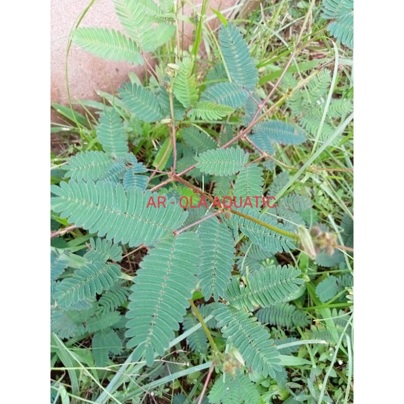 

Daun Putri Malu, Putri Malu Segar Per 100 gram Arqla Shop