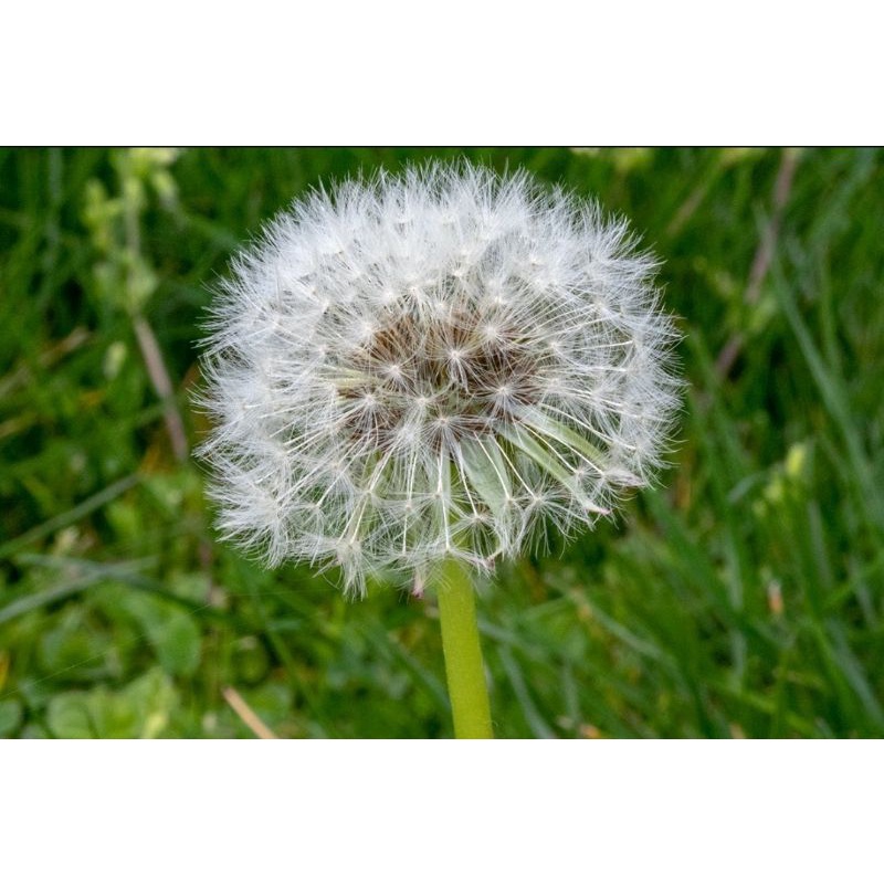 Bibit Dandelion, Bunga Dandelion