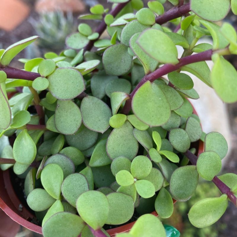 Sukulen Portulacaria Afra Hijau