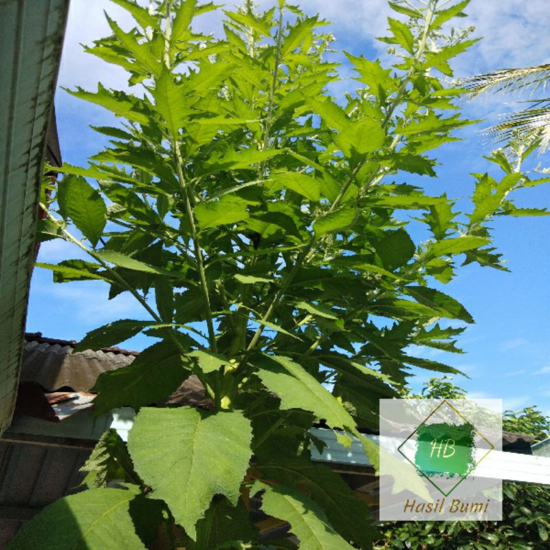 

Daun Sembung //100gr