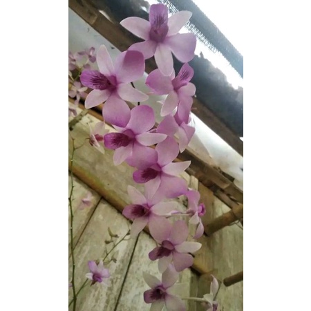 dendrobium mentangai