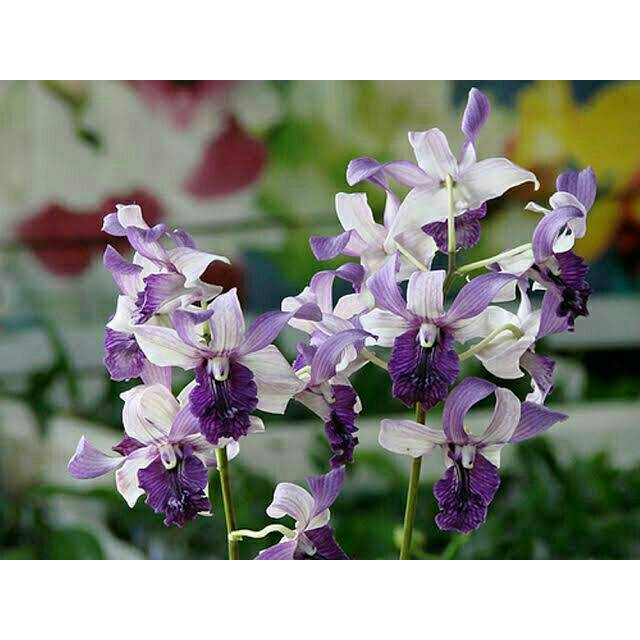 Anggrek Dendrobium Indonesia Raya Blue