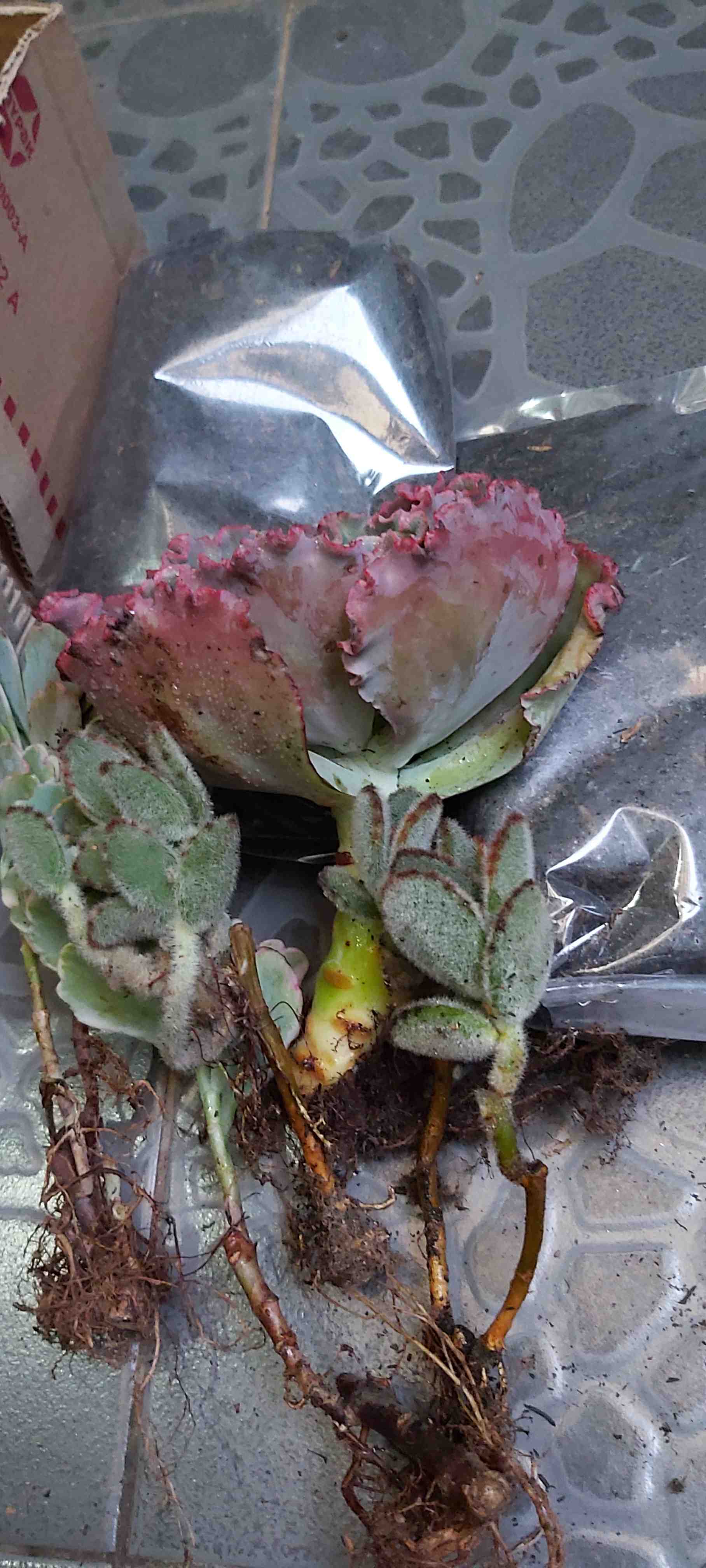 Media Tanam Kaktus/sukulen