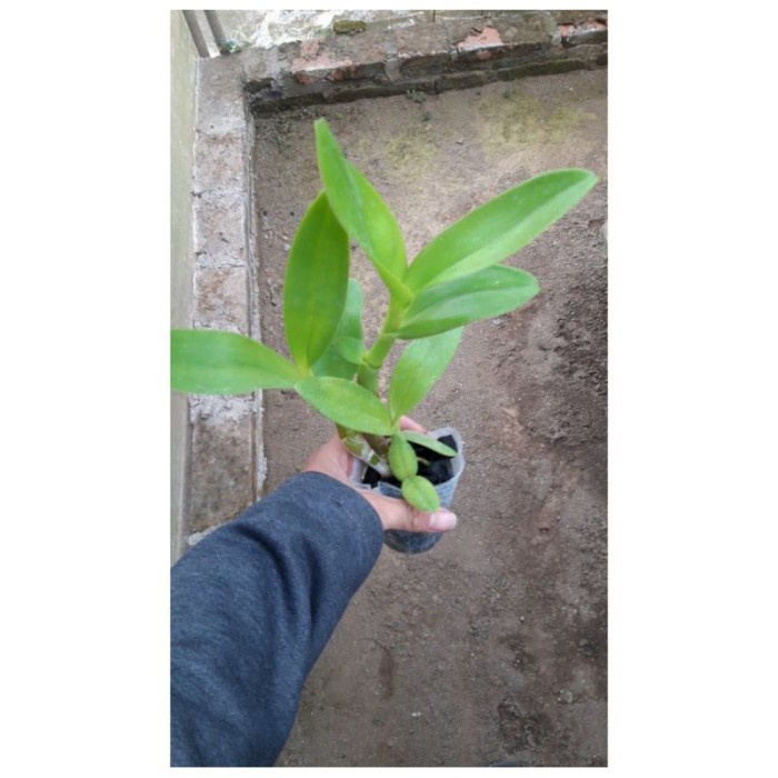 Seedling Anggrek Dendrobium Pfizer Singapore