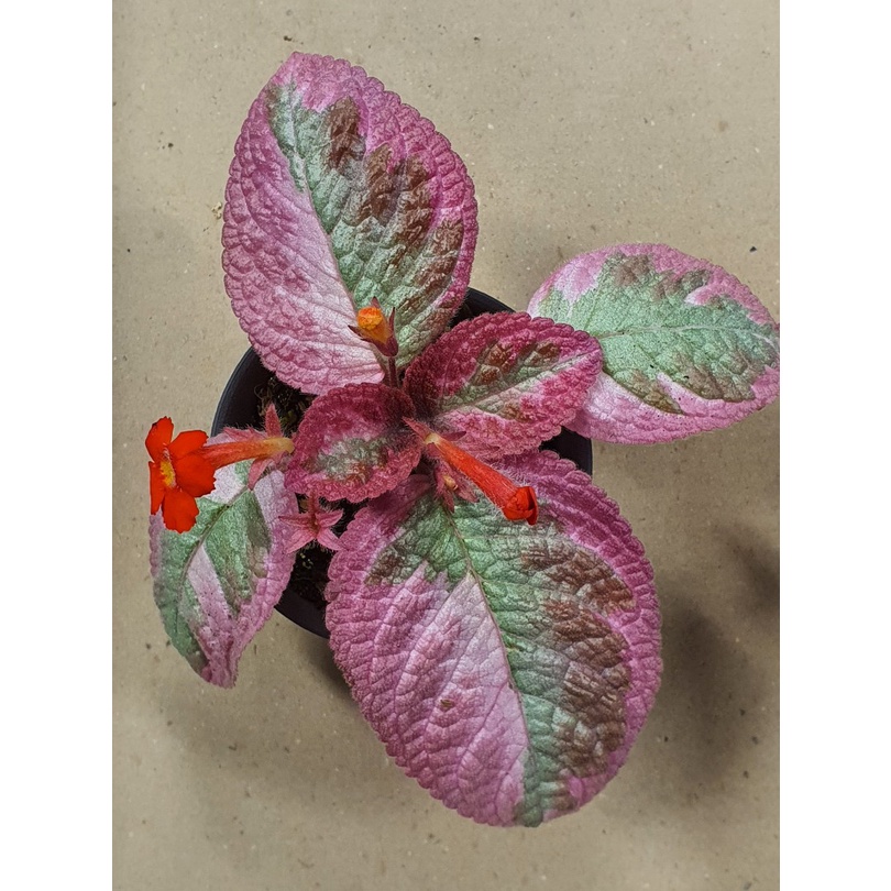 Episcia Cleopatra Bunga Hias Episcia Import Tanaman Episcia Cleopatra Murah Berkualitas