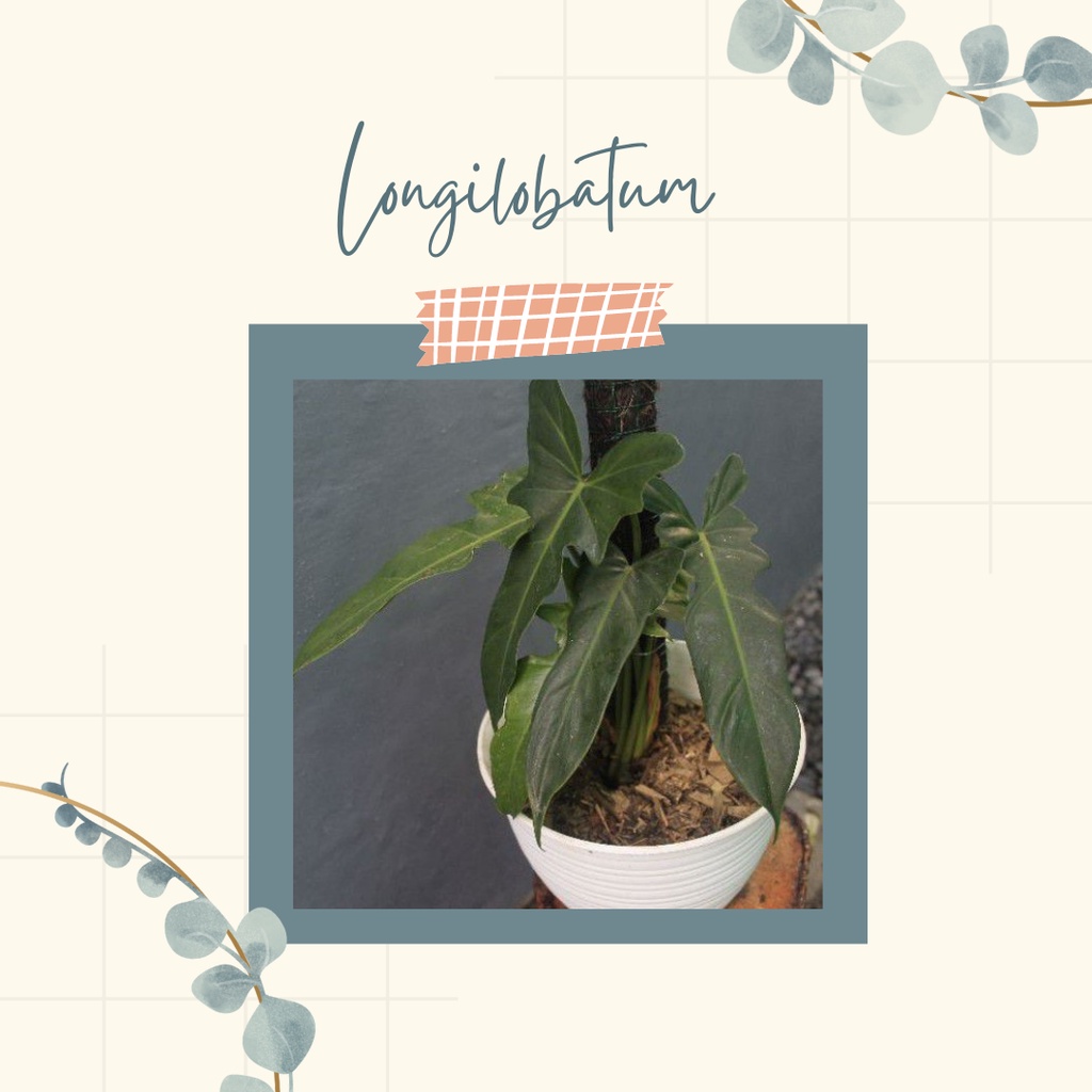 Tanaman Hias Philodendron Longilobatum Philo Longilobatum Leland Miyano
