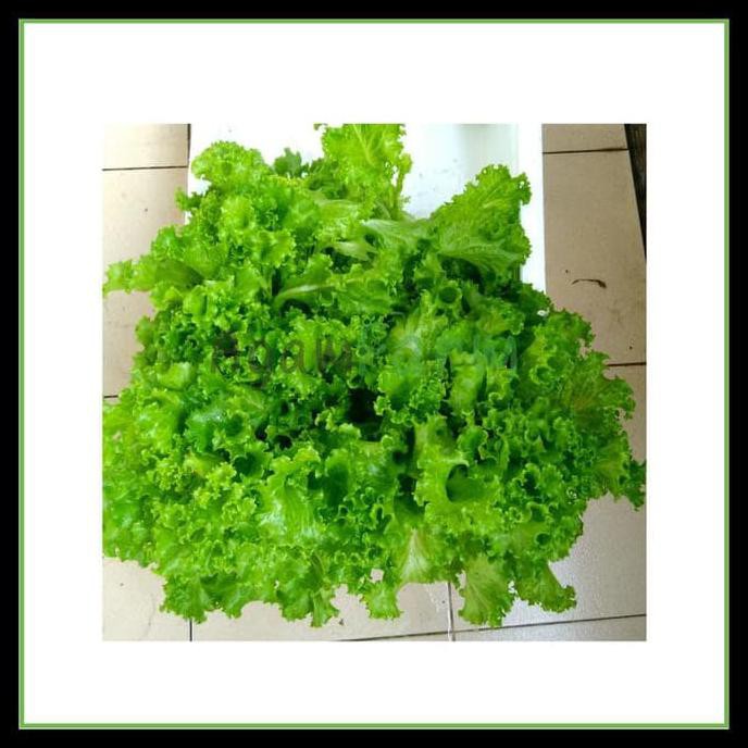 

UNIK DISKON BENIH / BIBIT / BIJI SAYUR HIDROPONIK PAKET ISI 6 JENIS SAYUR 2 SEPTEMBER