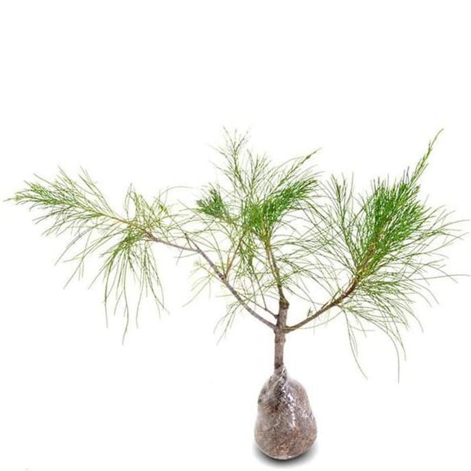 Tanaman Cemara Udang Bibit Pohon Cemara Terbaru