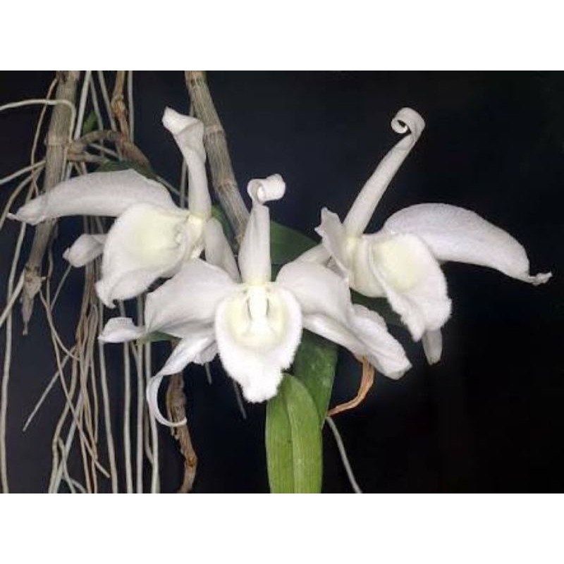Dendrobium Anosmum Gigantea Alba