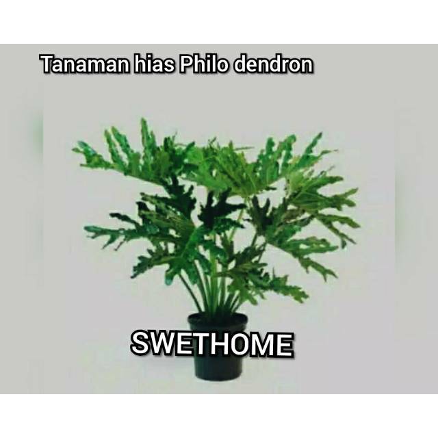 Tanaman hias philo dendrum atau philo jari tanaman philo jari