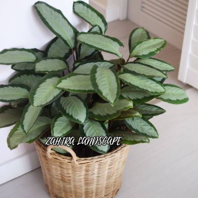 Tanaman Hias Calathea - Calathea Dark Star - Meranti - Kalatea Darkstar