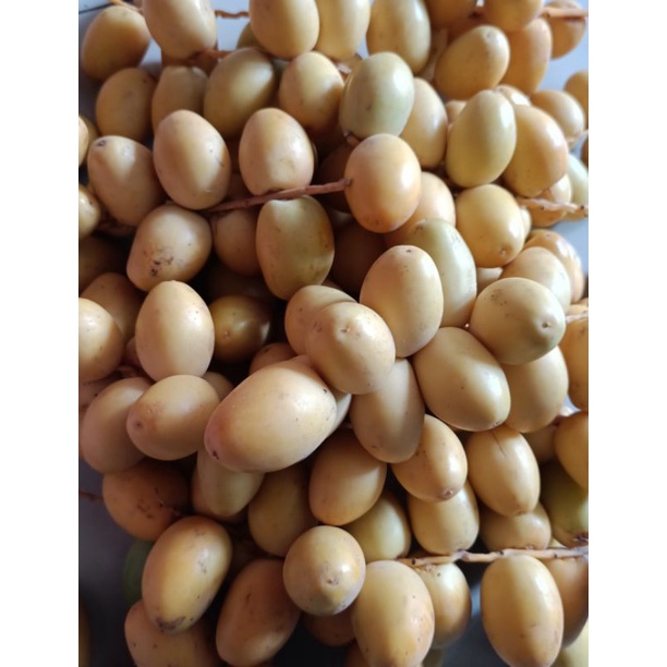 

KURMA muda Segar 1kg, Promil/Program hamil . KURMA muda Fresh
