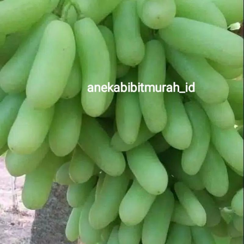BIBIT ANGGUR IMPORT BANANA