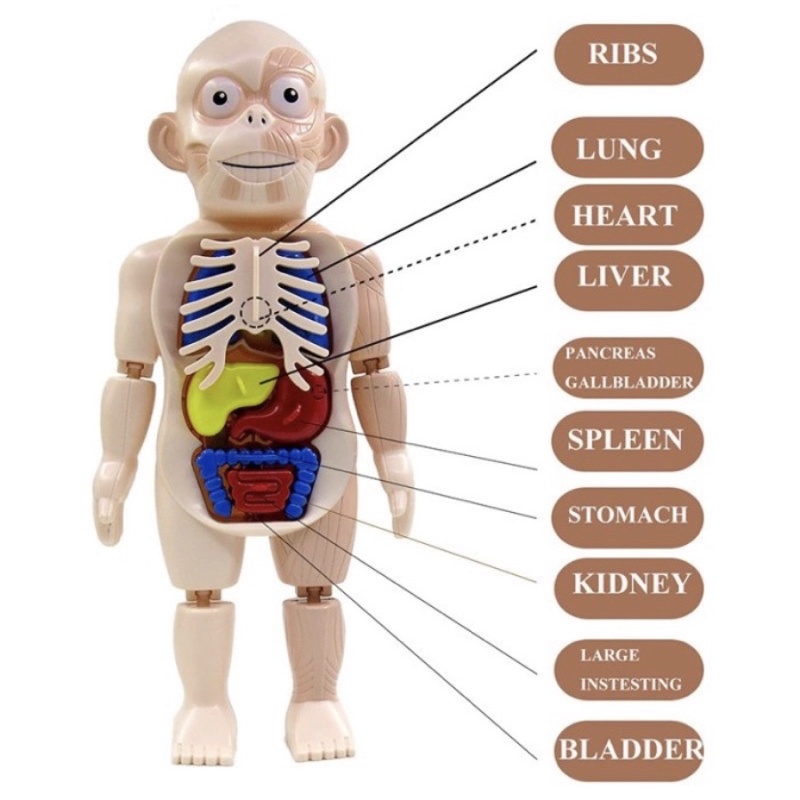 Mainan Anak Edukasi Human Body Model Organ Tubuh - Human Body Anatomy