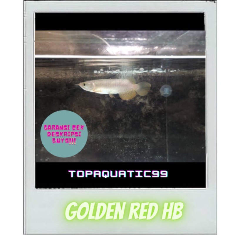 Arwana Golden Red Hb 18-19cm