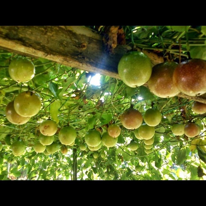 bibit buah markisa kuning manis super