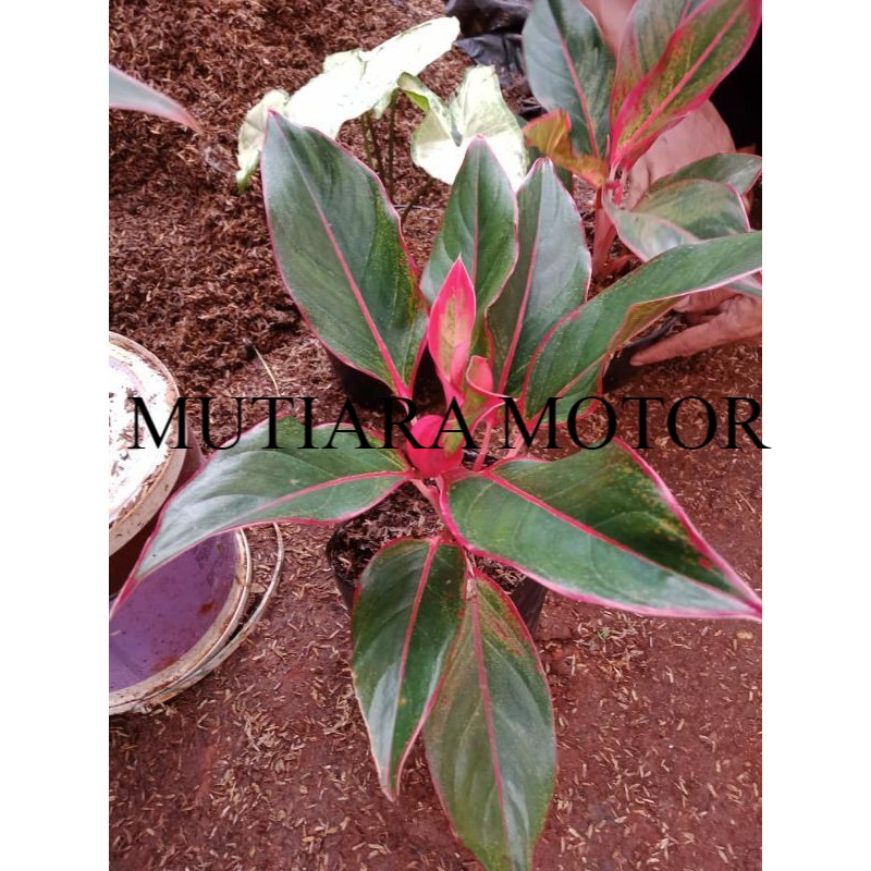 Aglo lipstik anakan.