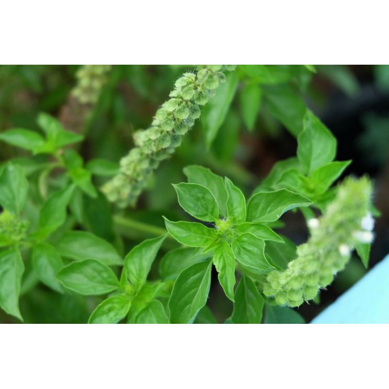 

KEMANGI (Ocimum basilicum L.) daun dan batang