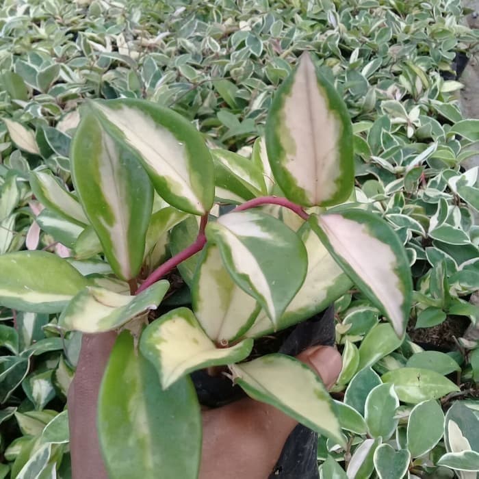  Tanaman  hias  gantung  hoya variegata Hoya cornosa Shopee  