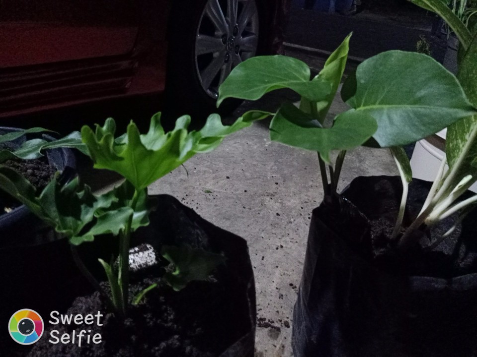 Philodendrom Selloum