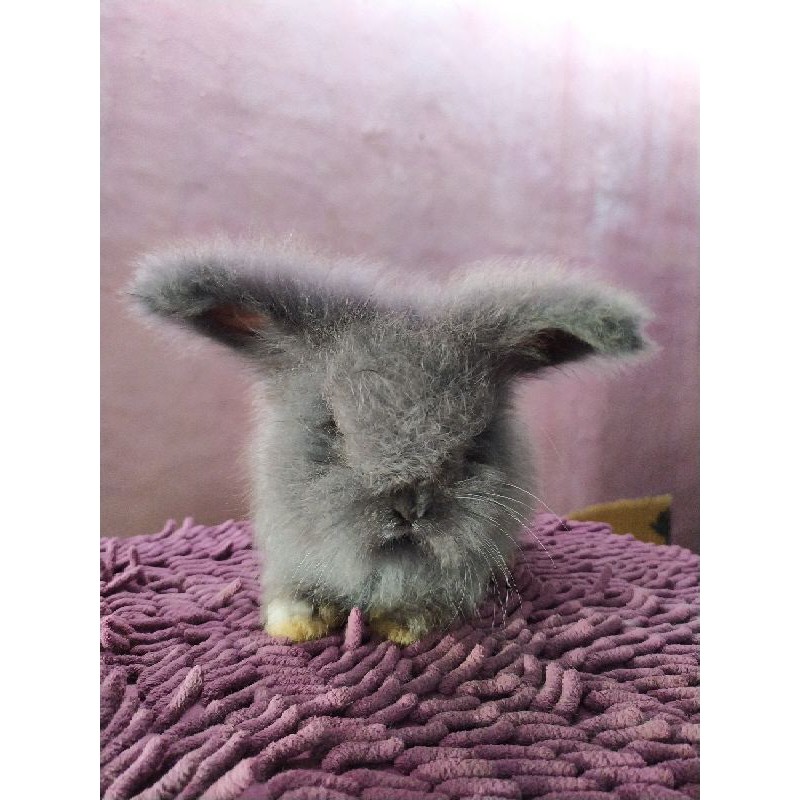 Kelinci Hias English Anggora