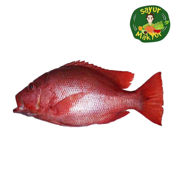 

Ikan Kakap Merah 1 kilogram Sayur Mak Yur Medan | sayurmakyur