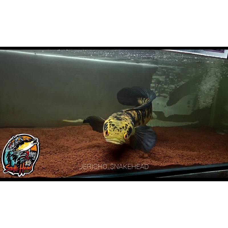 PASIR MALANG MERAH 1KG NO. 1 PASIR CHANNA AQUARIUM AQUASCAPE