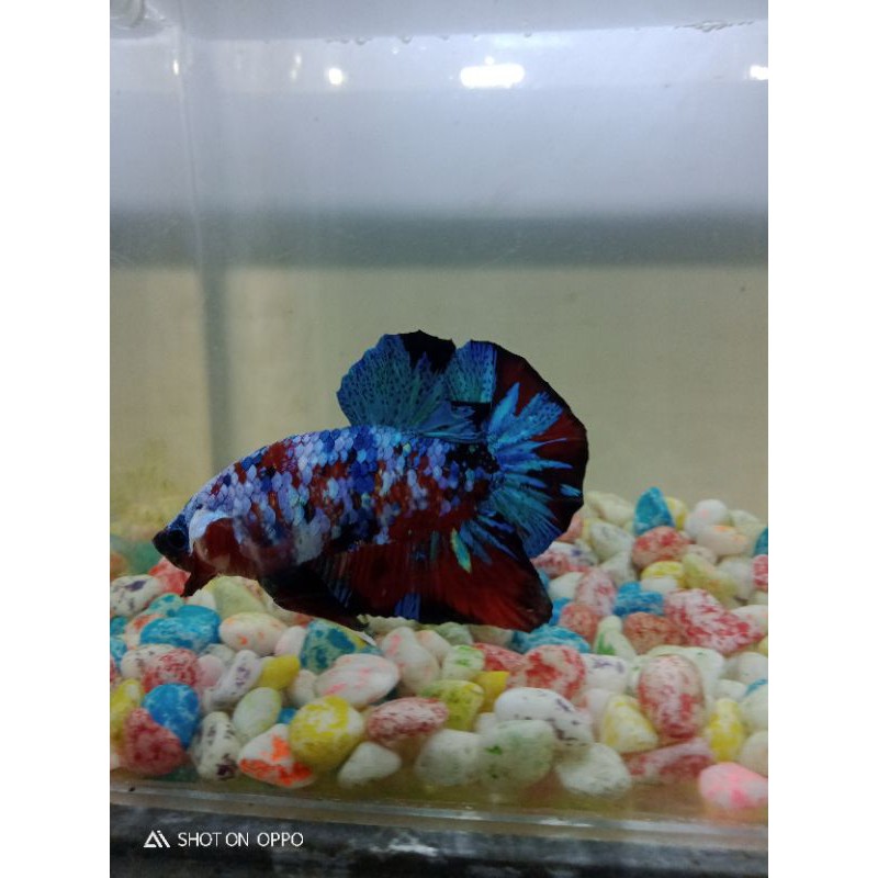 Cupang Koi Galaxy multicolour