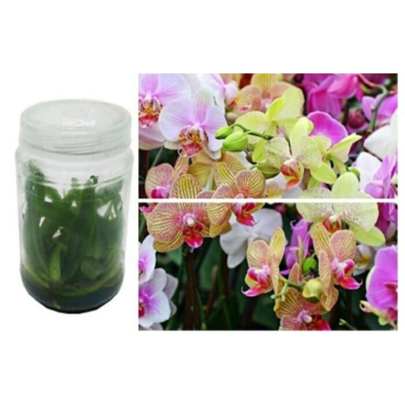 Anggrek Bulan Hybrid Botol Terbaru