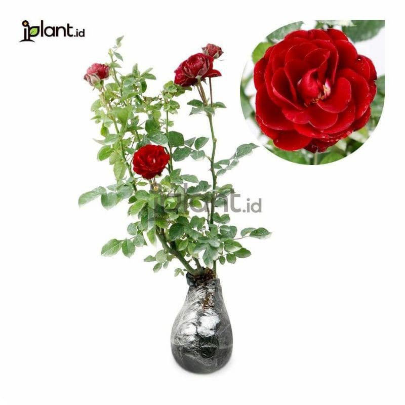 Bibit Mawar Merah