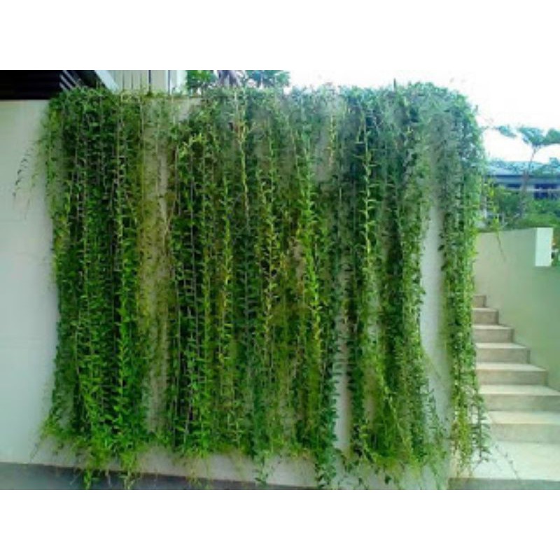 Tanaman Menjuntai LEE KWAN YEW / Tanaman Menjuntai / Curtain Creeper Plant