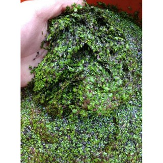 Jual Tanaman  Air Lemna Minor Duckweed Mata  Lele  