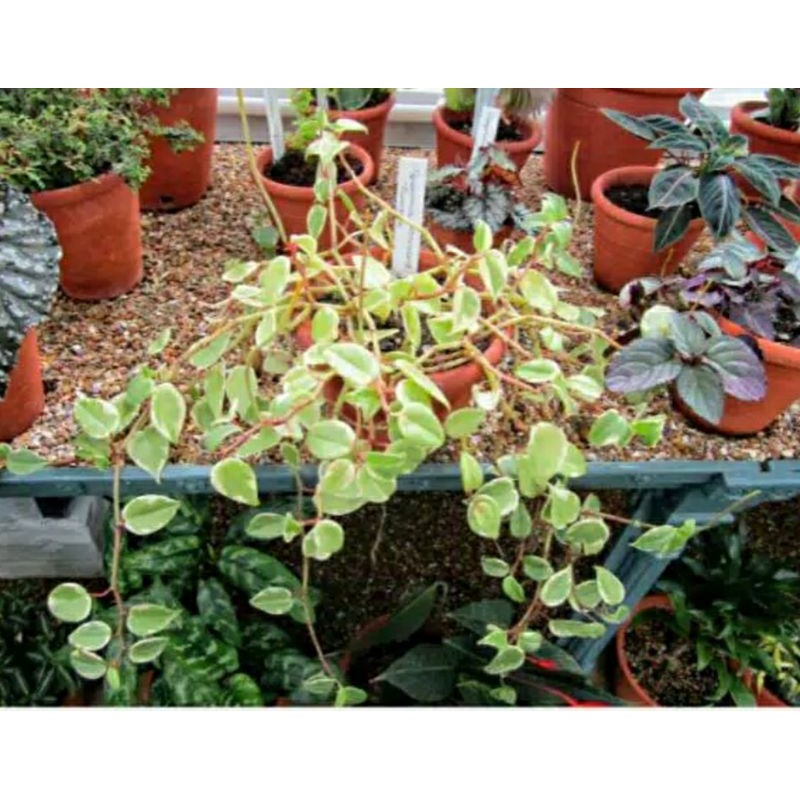 tanaman hias teplan varigata | peperomia scandens