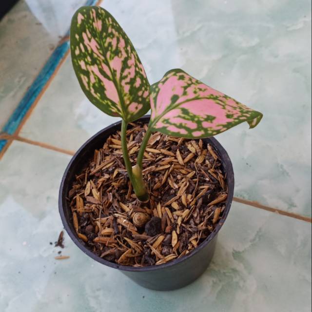 AGLONEMA LADY VALENTINE ANAKAN