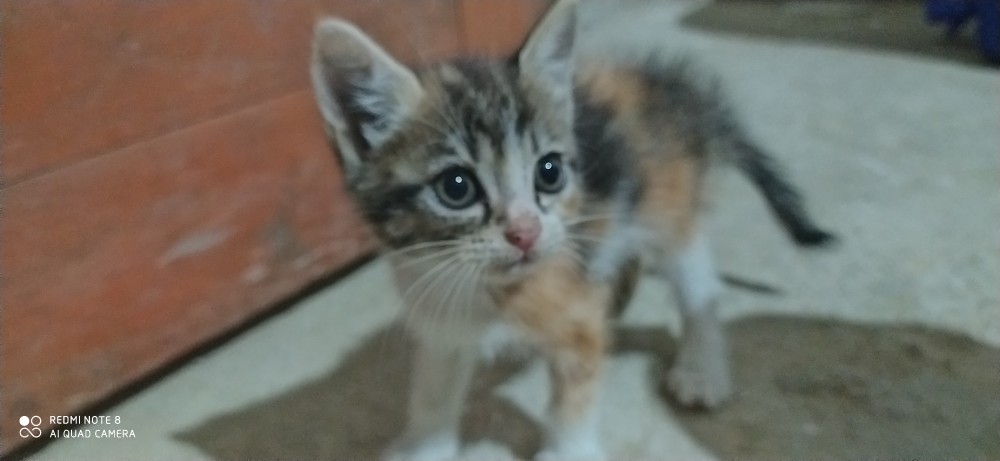 Batik Kalongan | Gamis Batik Best Seller Terlaris Motif Unggul Jaya