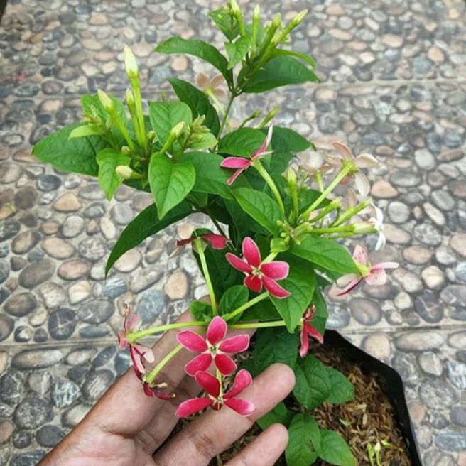 Tanaman hias melati belanda - melati belanda - bunga melati - pohon hias melati belanda - bunga hidu