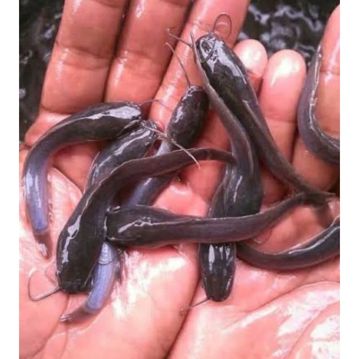 Bibit Ikan Lele Sangkuriang Ukuran 6-7cm