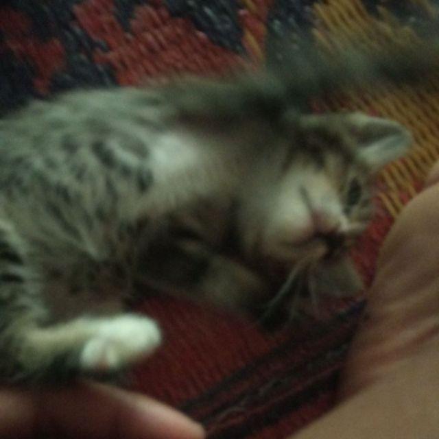 Bisa Cod Bswart Kemeja Batik Pria Kenongo Batik Hrb026 848vo Ppbtk07 Garansi Termurah Original 12.12