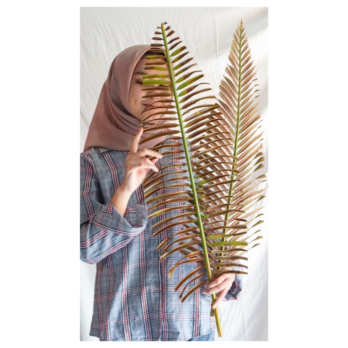 pakis kering pakis haji kering dekorasi