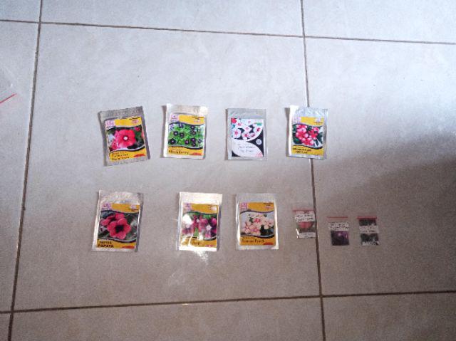 Benih Vinca Coram Deo Mata Dewa Tegak 10 Biji – Kemasan Foil