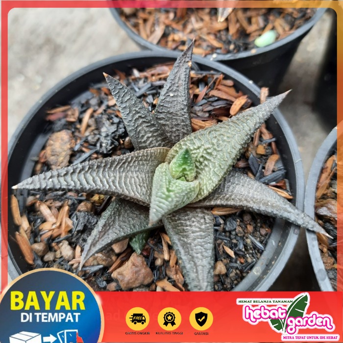 BELI DI SINI haworthia limifolia coklat - Hebat Store