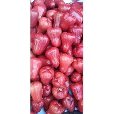 

Jambu Merah Besar 1 Kg Fresh.