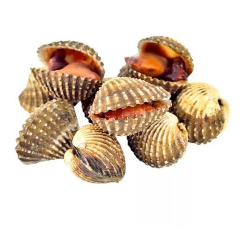 

Bisa Kirim Instan - Kerang Dara Segar