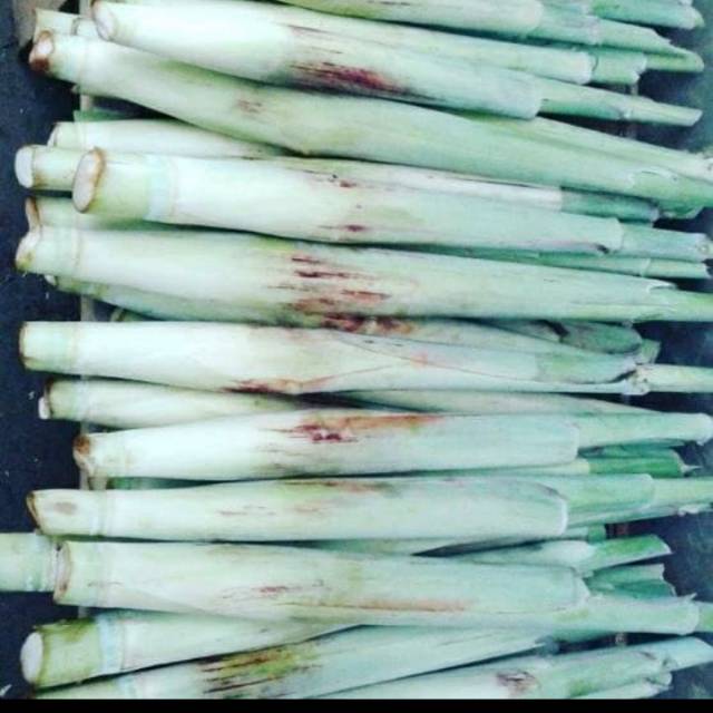 

TERUBUK TRUBUK TRUBUS TELUR TIWU FRESH SEGAR PER BATANG