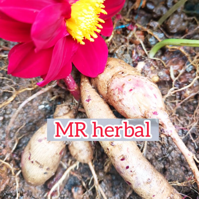 

Umbi bunga dahlia per 200 gram